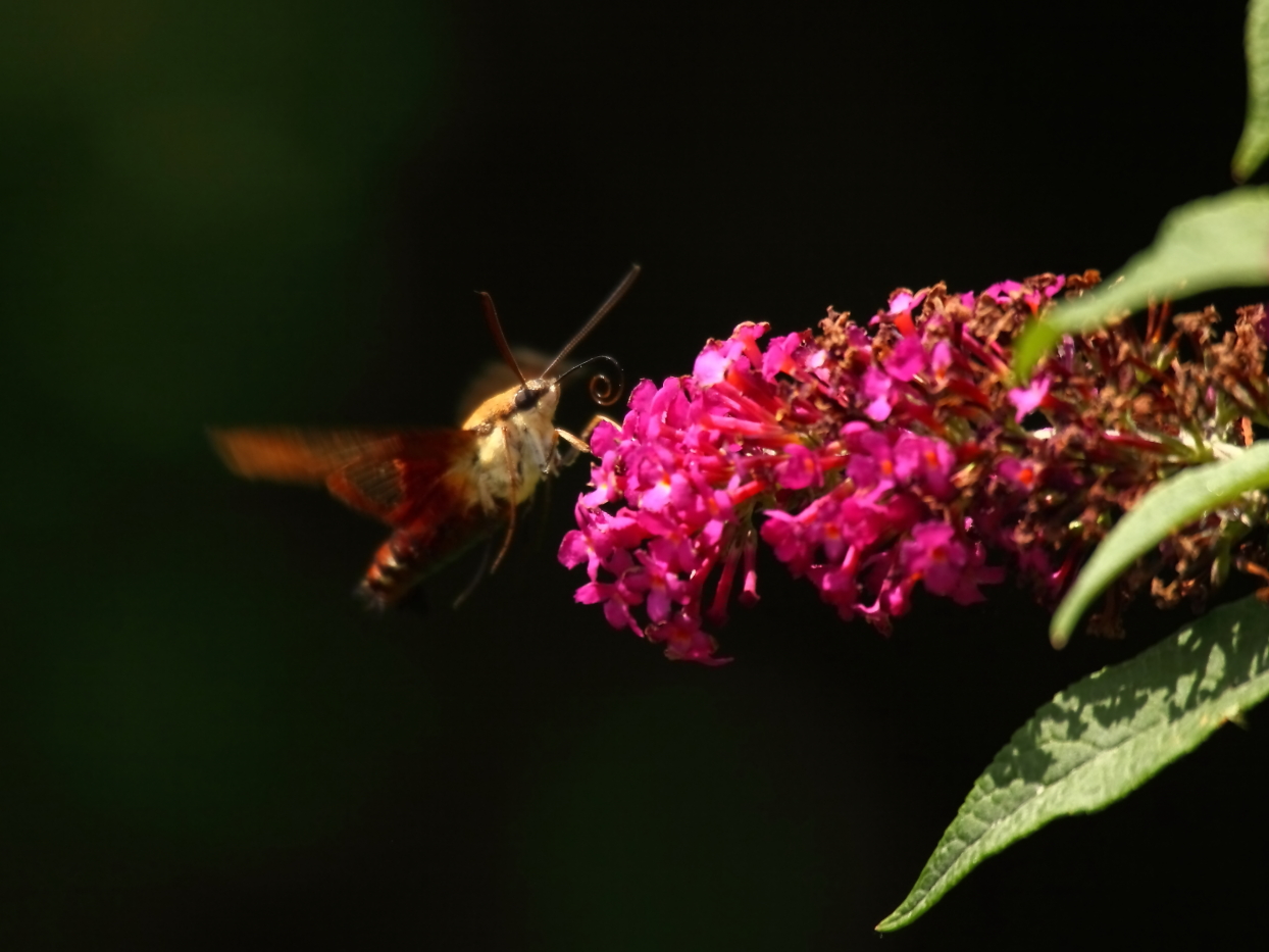 2014 08 04 HTP 77601e